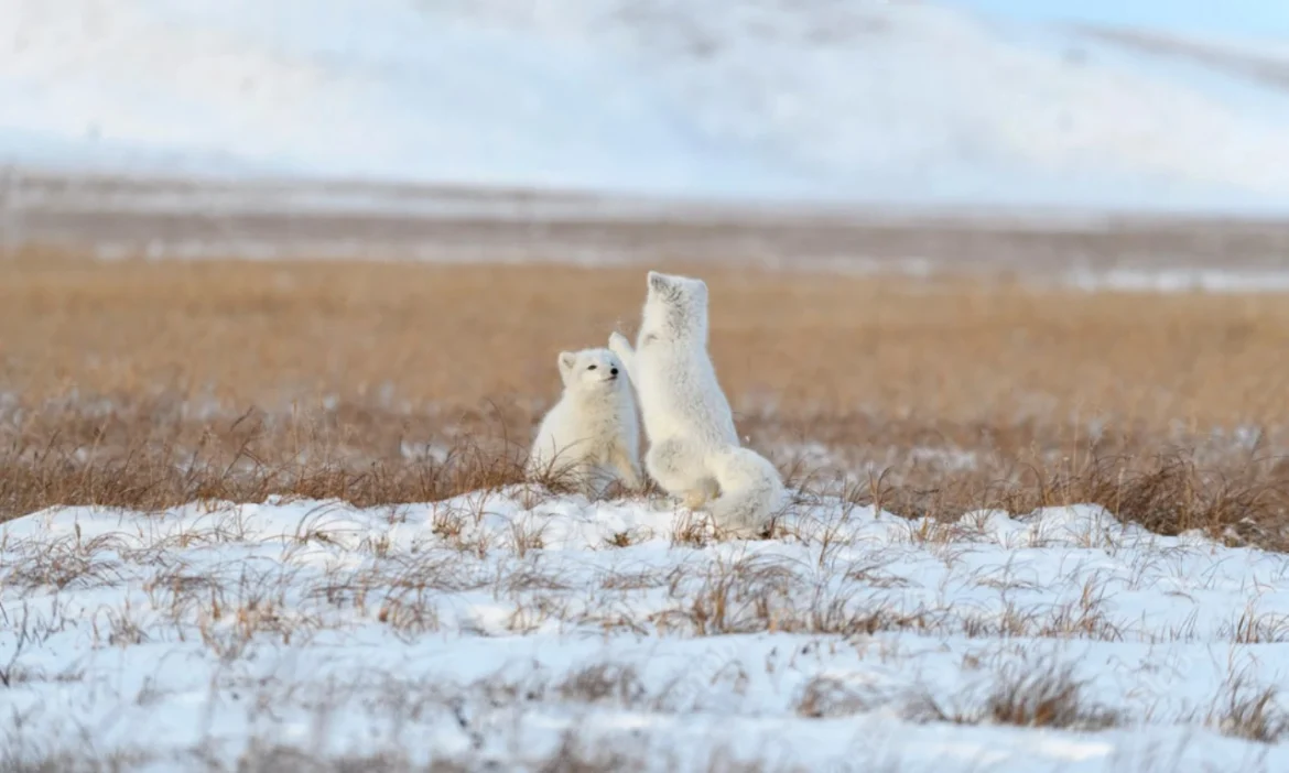 Endangered Arctic Species